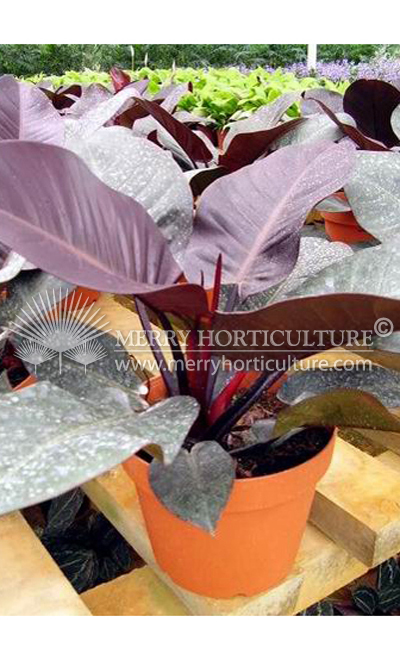 Philodendron 'Imperial  Red'